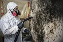 mold2.webp